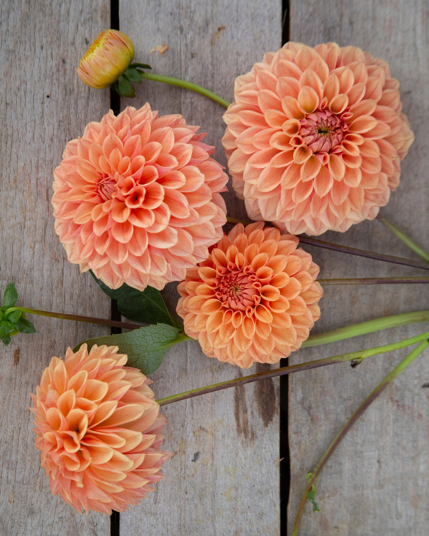 Four peach-orange dahlia flowers with green stems and leaves, arranged on a weathered gray wooden surface.