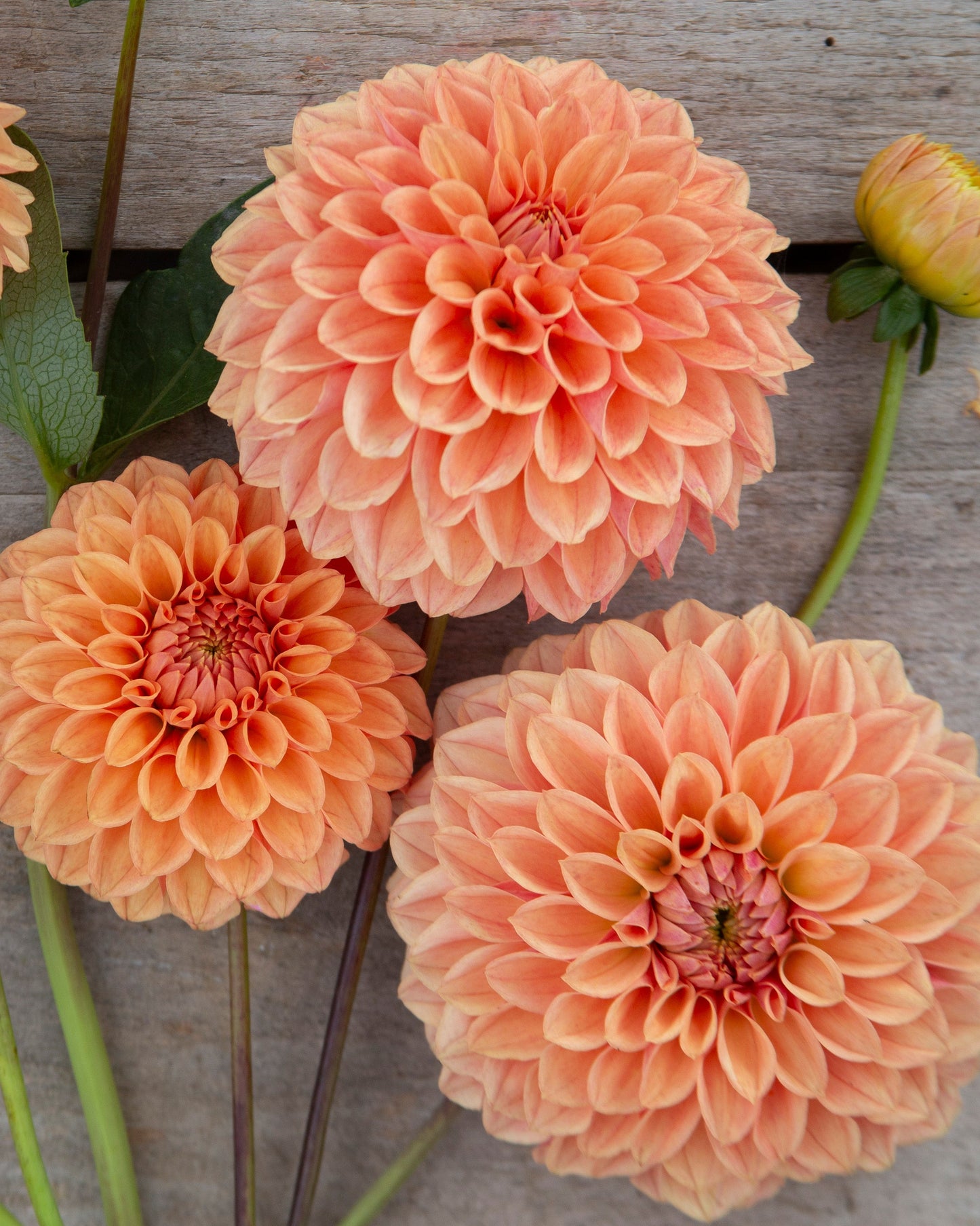 Three peach-orange dahlia flowers with layered petals and green stems, arranged on a weathered gray wooden surface.