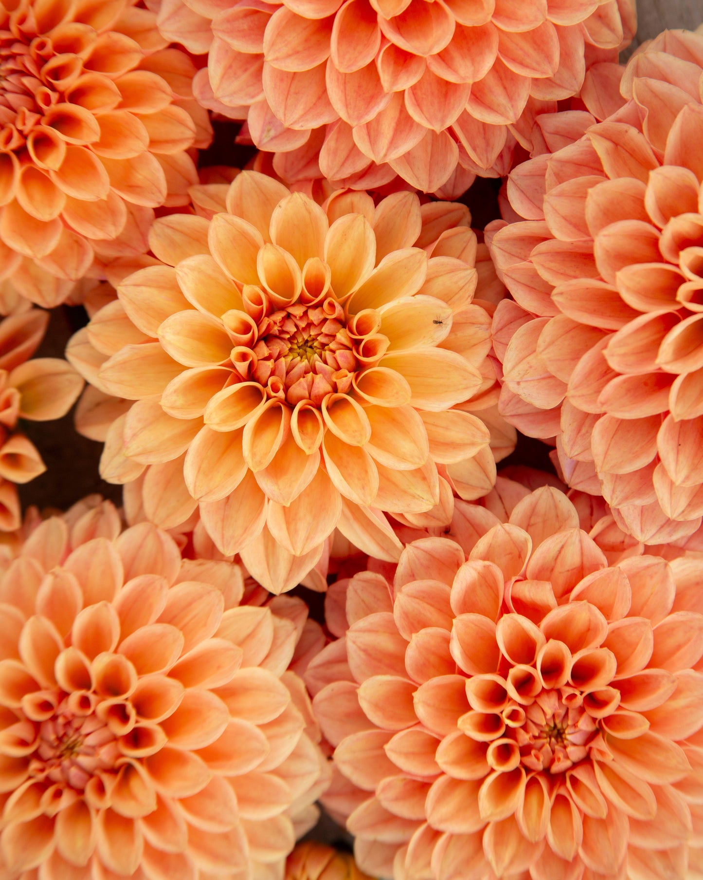A close-up of several large peach-orange dahlia flowers filling the frame, with layered petals and a soft natural background visible in small areas.