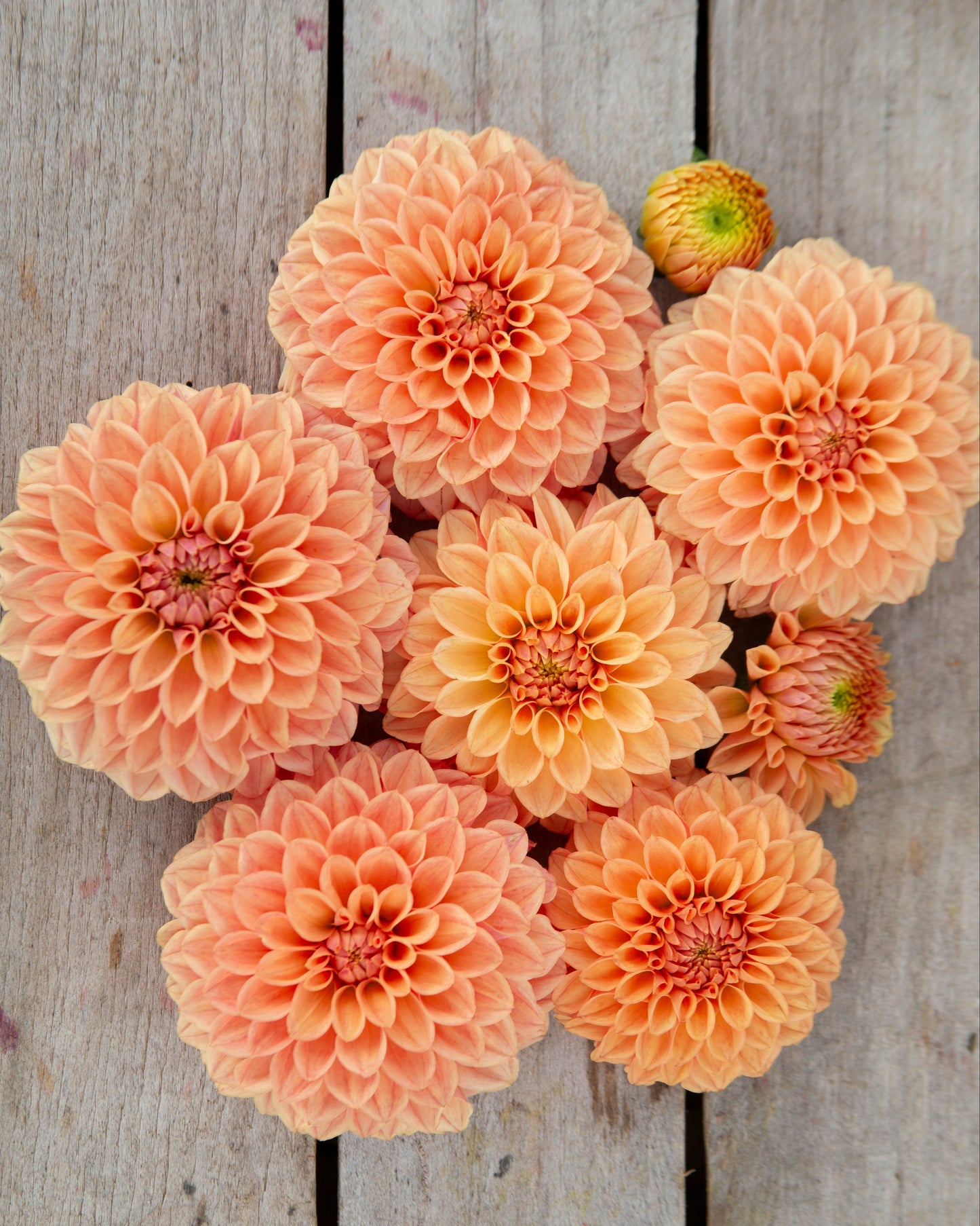 A cluster of peach and orange dahlia flowers arranged on a rustic light gray wooden surface.