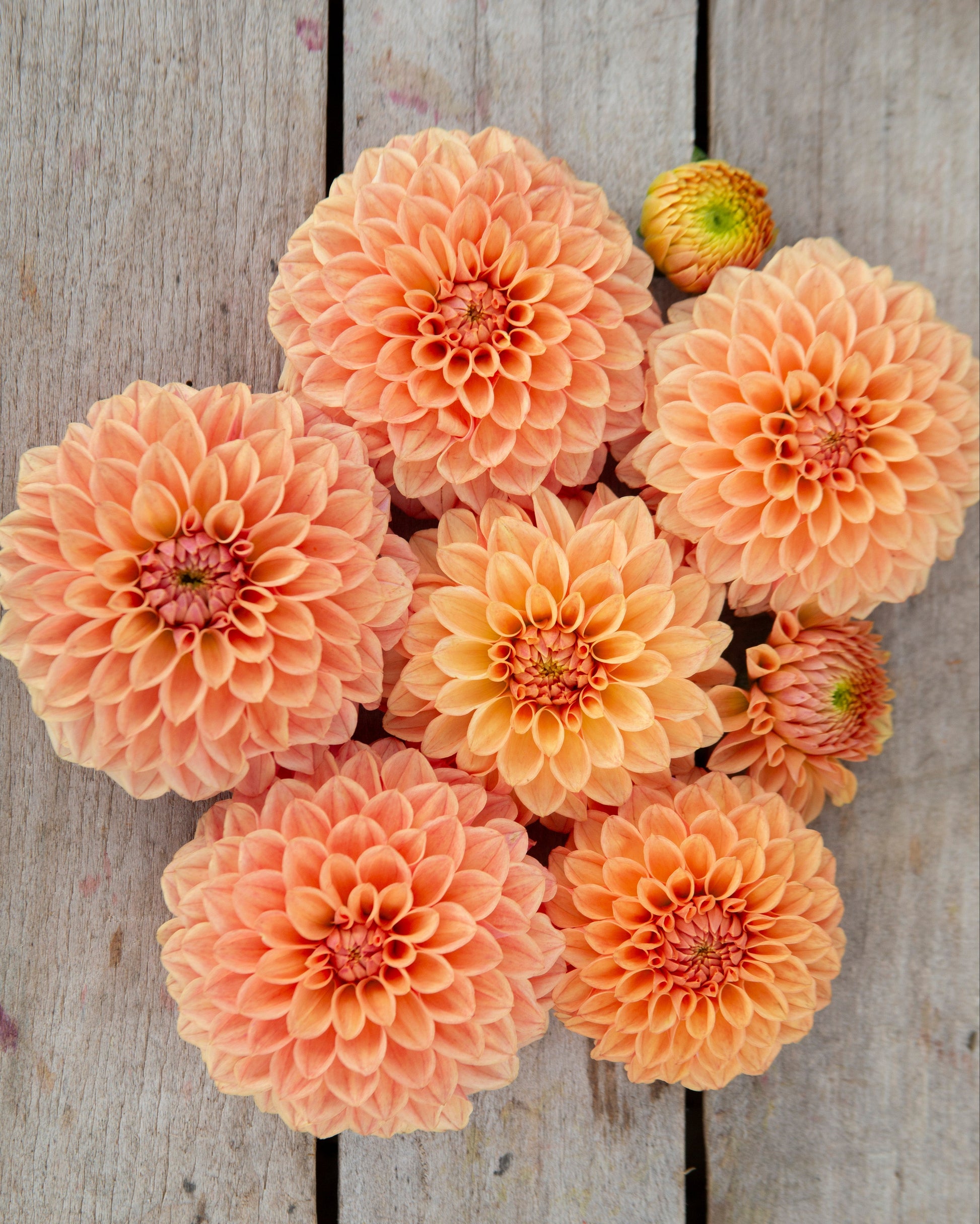 A cluster of peach and orange dahlia flowers arranged on a rustic light gray wooden surface.