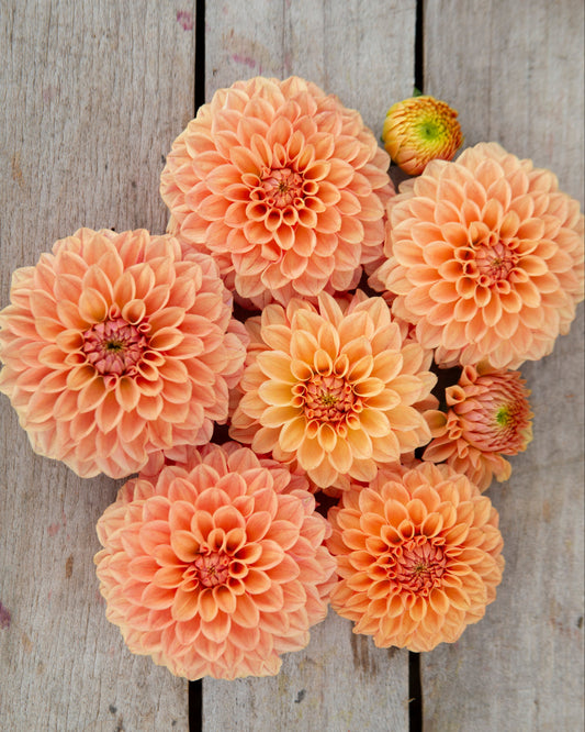 A cluster of peach and orange dahlia flowers arranged on a rustic light gray wooden surface.