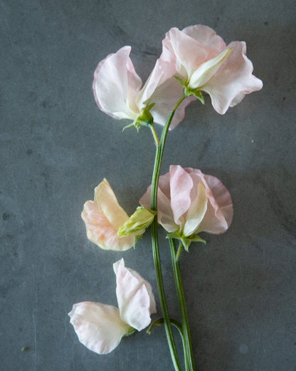 Sweet Pea Castlewellan