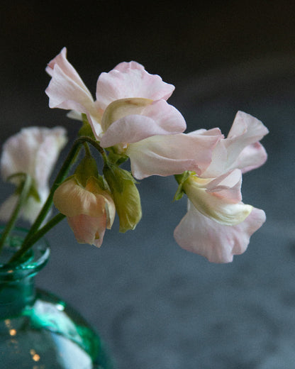 Sweet Pea Castlewellan