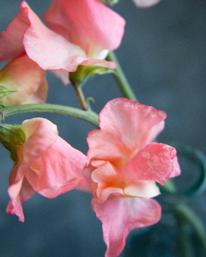 Sweet Pea Candy Floss