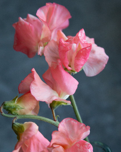 Sweet Pea Candy Floss