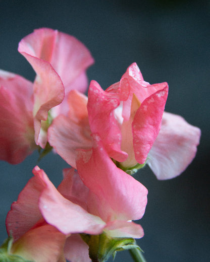 Sweet Pea Candy Floss