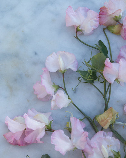 Sweet Pea Jacqueline Heather