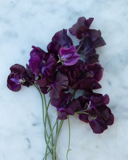 Sweet Pea Beaujolais