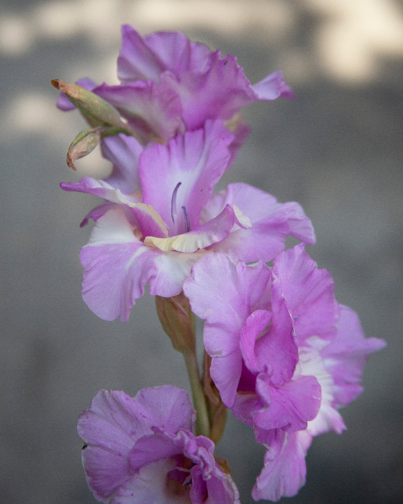 Gladiolus Magenta Princess