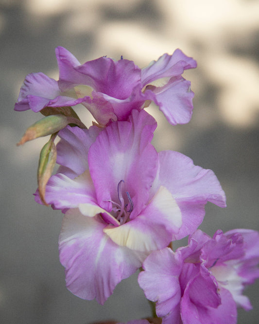 Gladiolus Magenta Princess