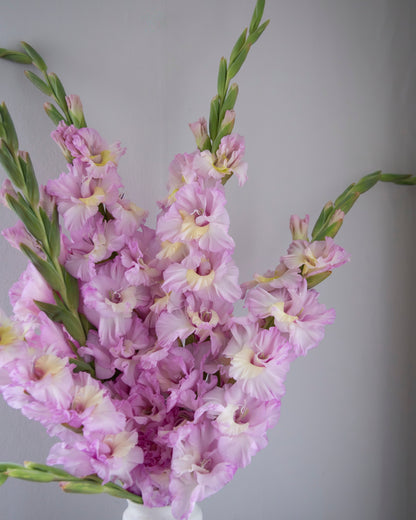 A bouquet of light pink gladiolus flowers with green stems and pale yellow centers, arranged in a white cylindrical vase against a plain light gray background.