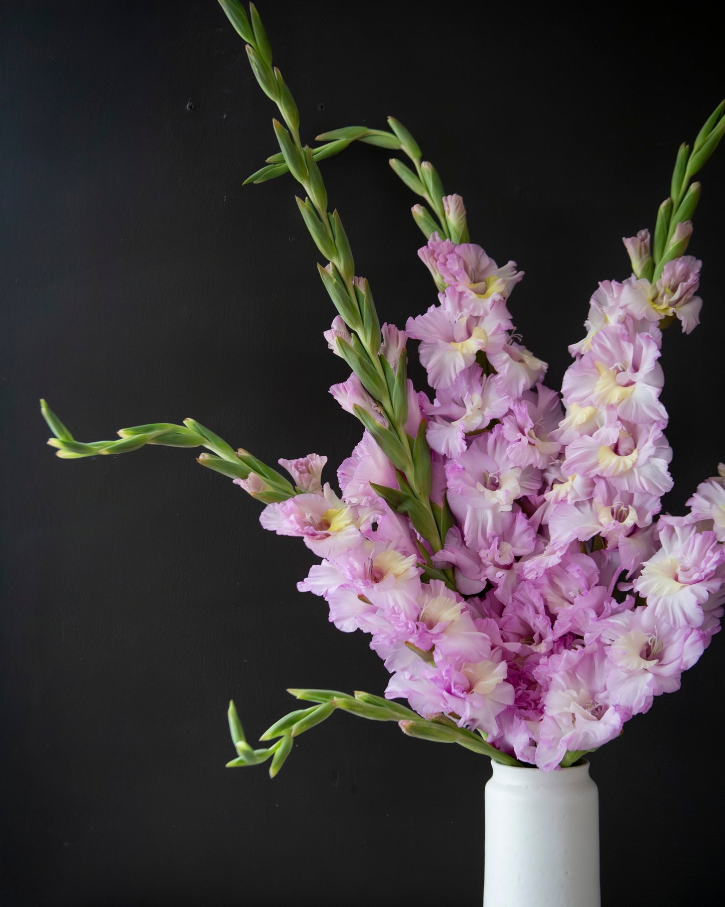 A bouquet of pink gladiolus flowers with green stems arranged in a simple white ceramic vase, set against a dark black background and a light marble surface.