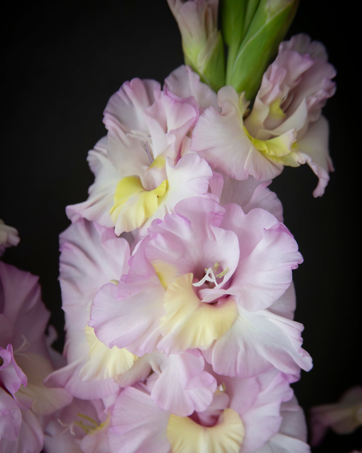 A close-up of pale pink and white gladiolus flowers with soft yellow centers, set against a dark black background.