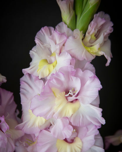A close-up of pale pink and white gladiolus flowers with soft yellow centers, set against a dark black background.