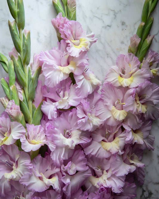 A close-up of a bouquet of light purple gladiolus flowers with pale yellow centers and green stems, arranged against a white marble background.