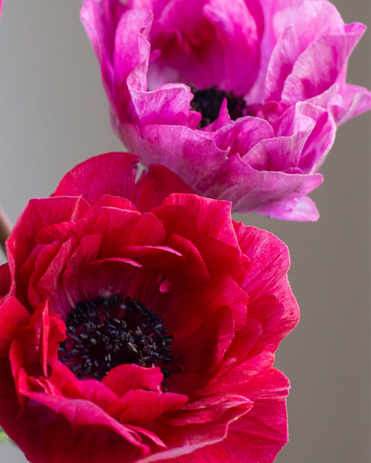 Anemone Magenta