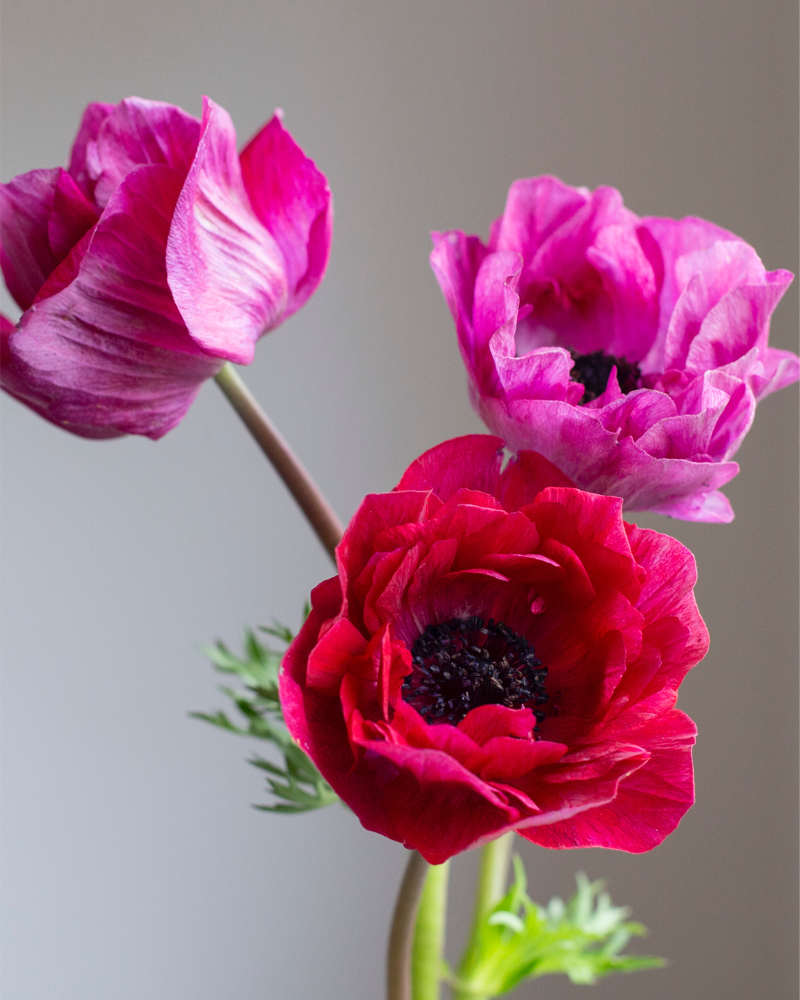 Anemone Magenta