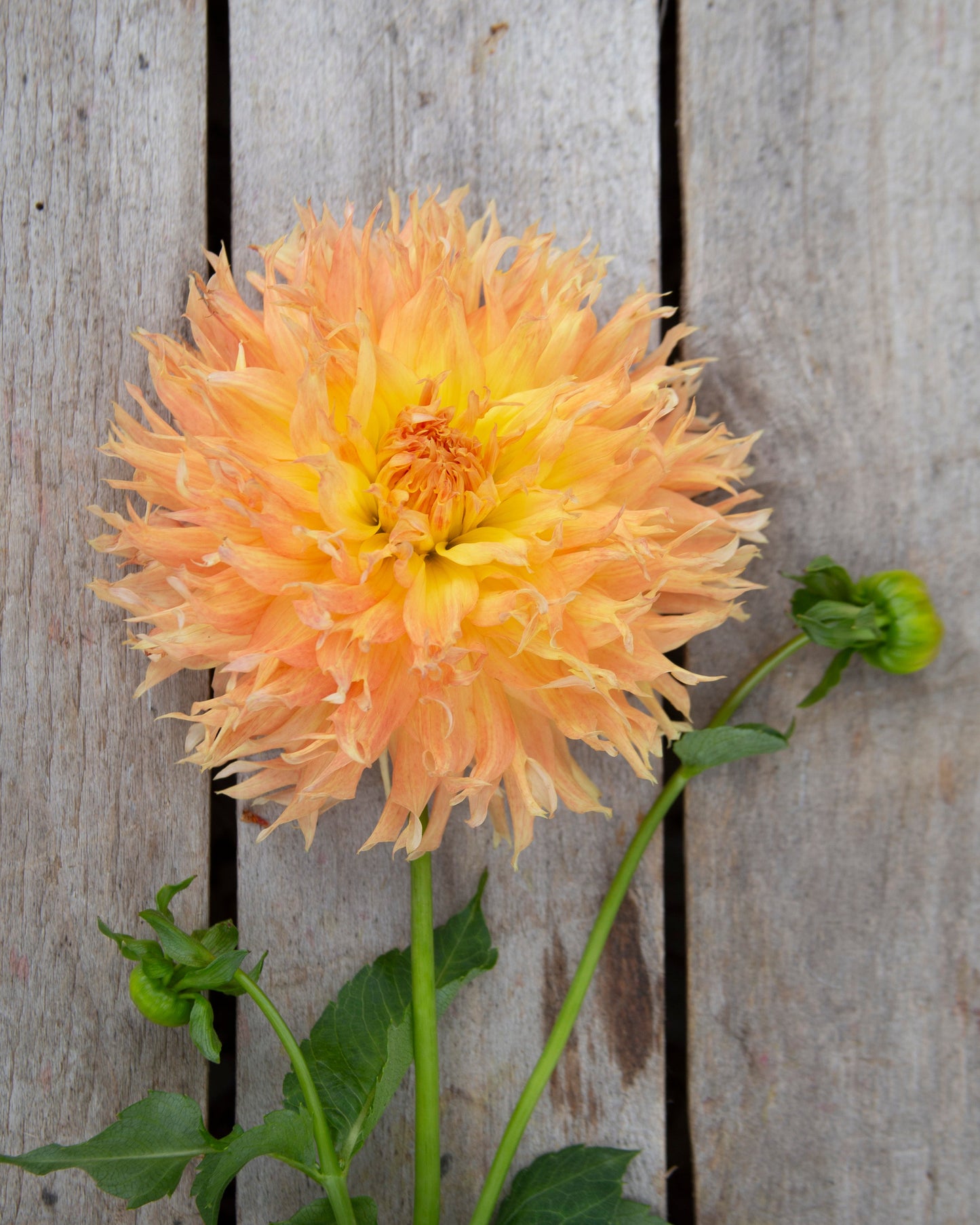 A single peach-orange dahlia flower with green stems and leaves, photographed against a weathered gray wooden plank background.