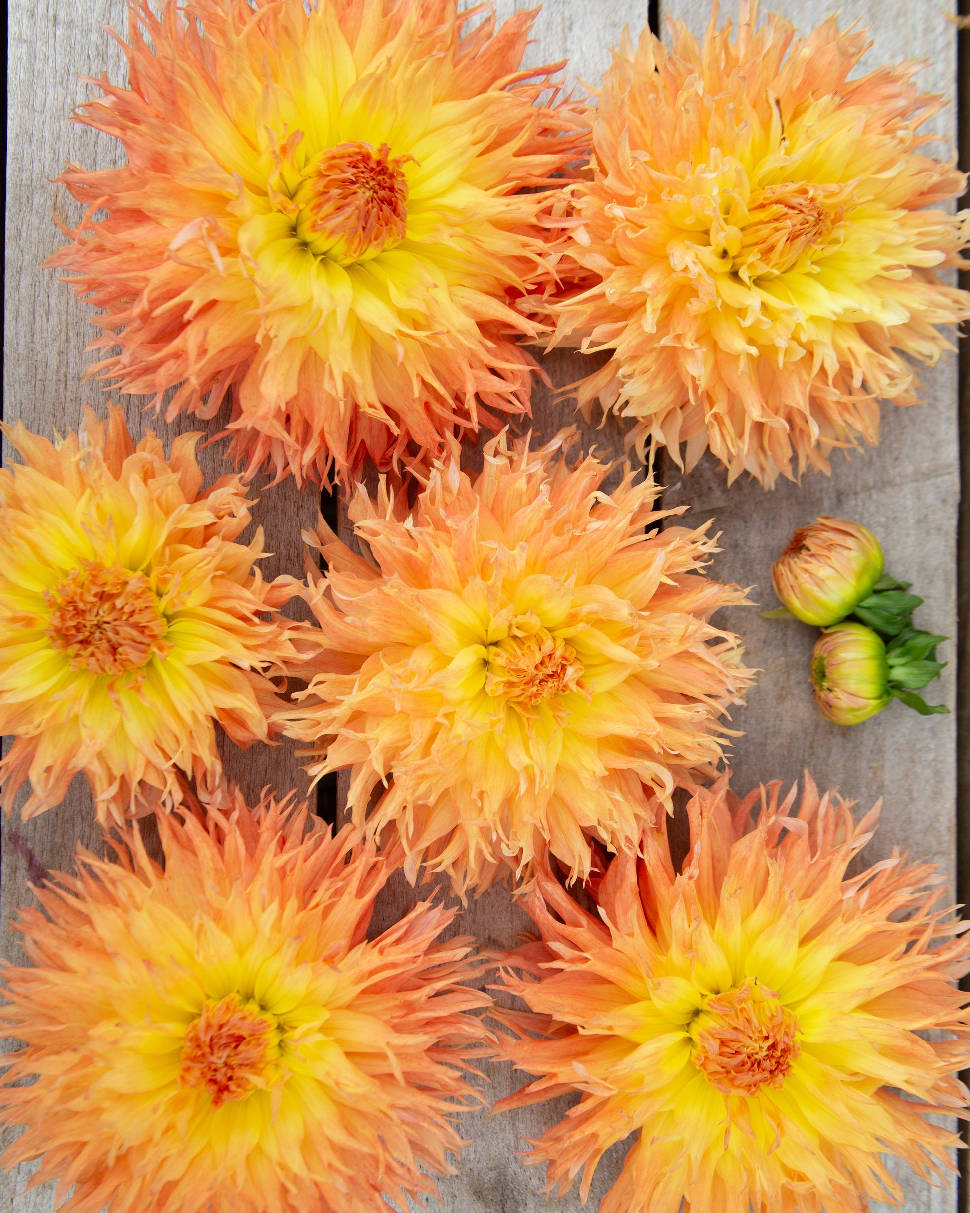 Six orange and yellow dahlia flowers arranged on a weathered gray wooden surface, with two small unopened buds at the bottom center.