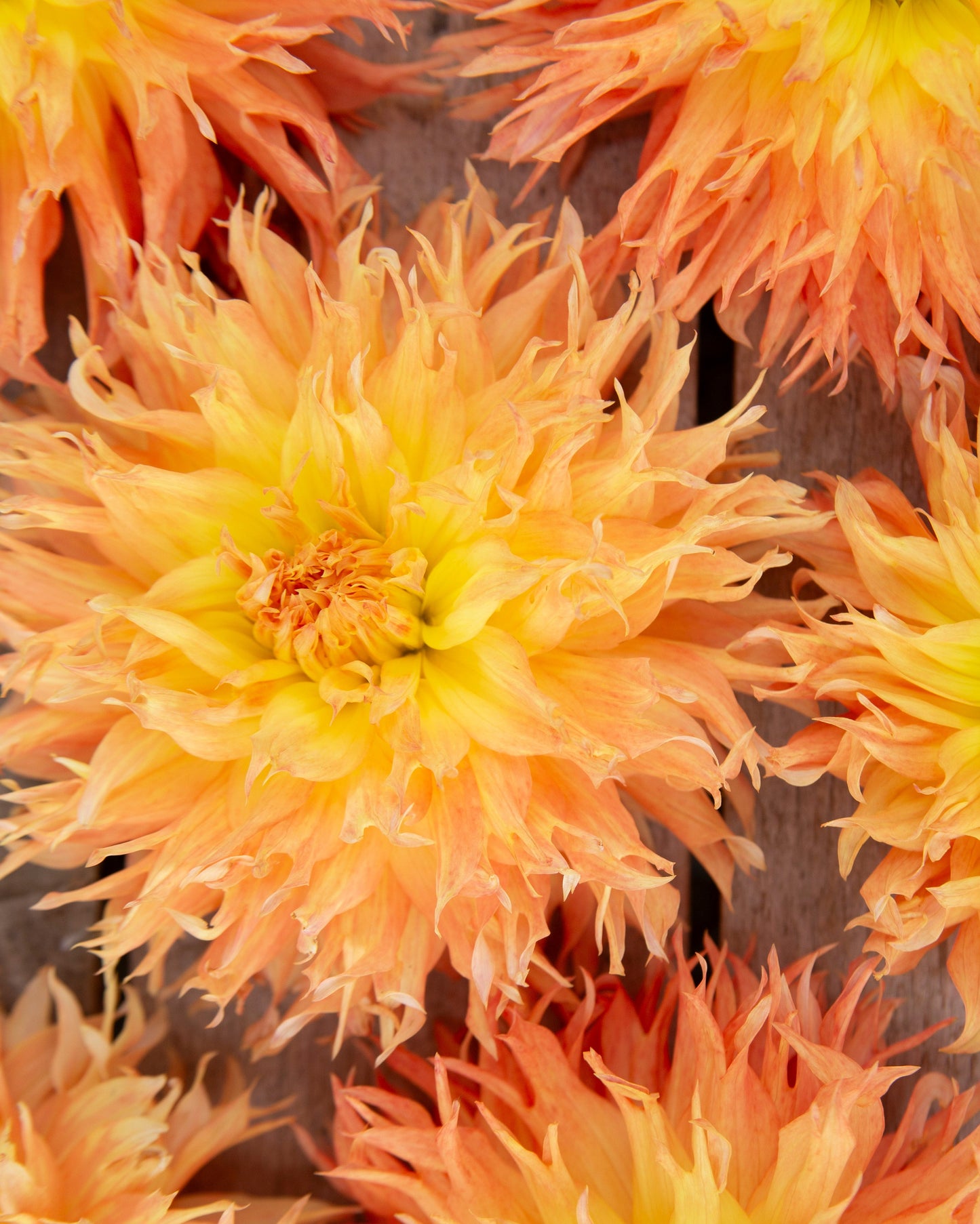 Close-up of several fluffy dahlia flowers in warm yellow and peach-orange tones arranged closely together on a rustic wooden surface.