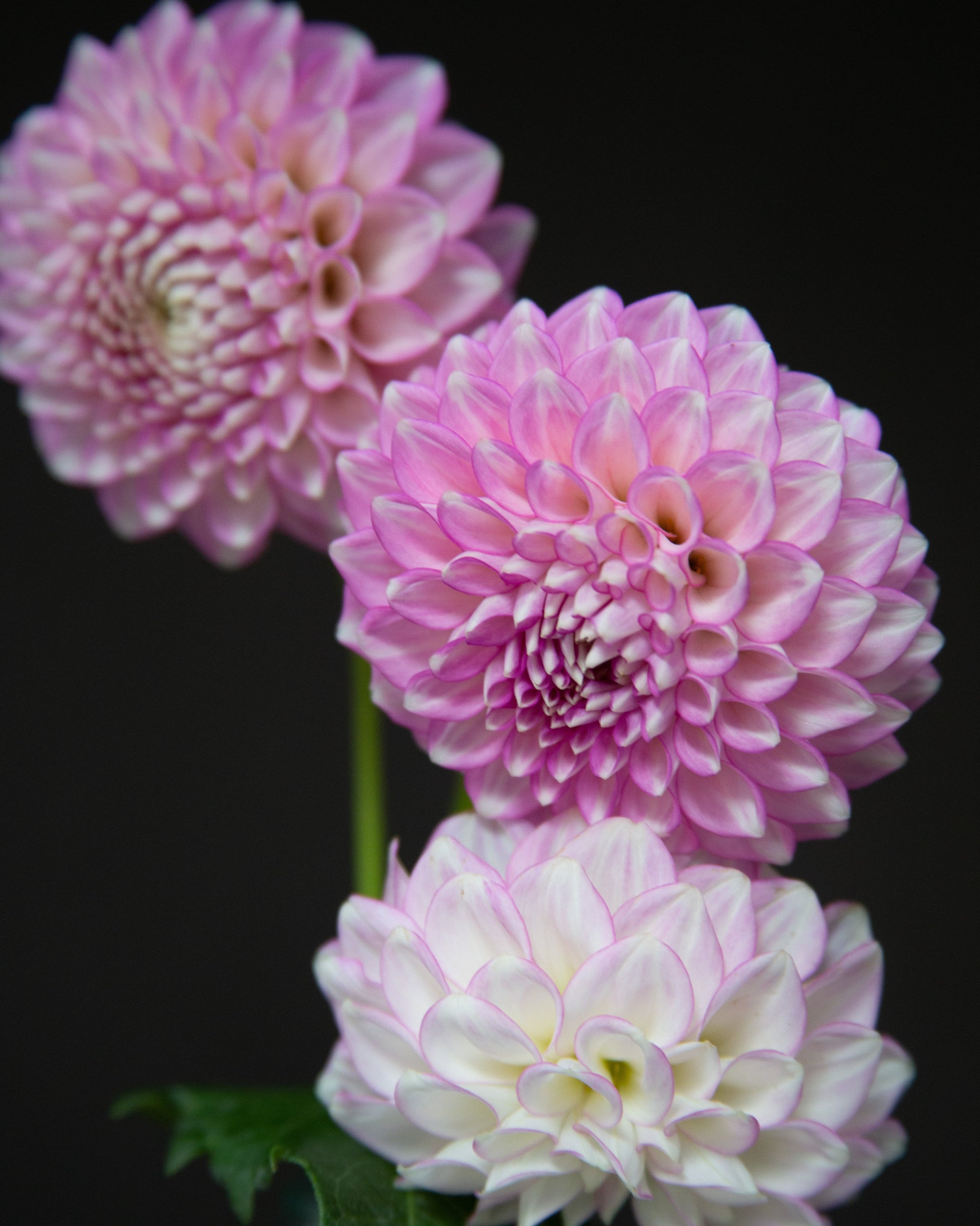 Three pink and white dahlia flowers with green stems and leaves, photographed against a solid black background.