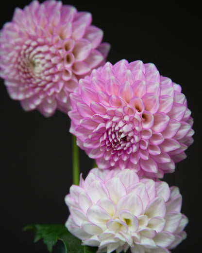 Three pink and white dahlia flowers with green stems and leaves, photographed against a solid black background.