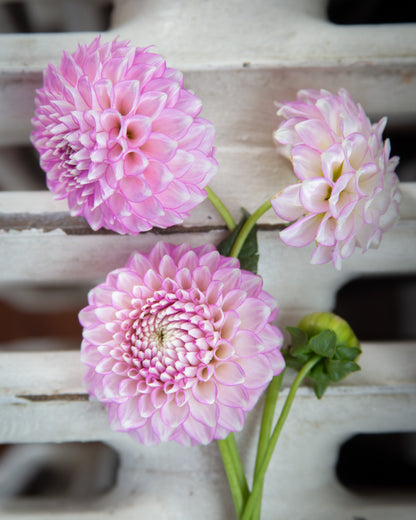 Three pink dahlia flowers with green stems resting against a white slatted wooden background.