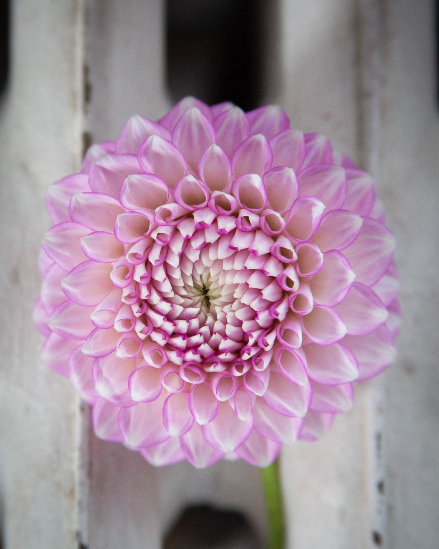 A single pink dahlia flower in full bloom, photographed close-up against a blurred white wooden background.