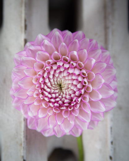 A single pink dahlia flower in full bloom, photographed close-up against a blurred white wooden background.