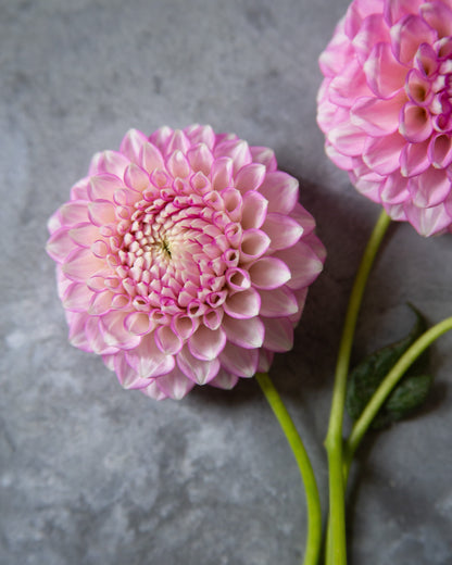 Two pink dahlia flowers with green stems resting on a textured gray surface.