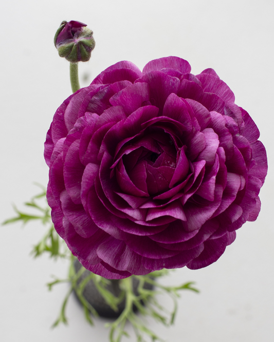 Ranunculus Malva