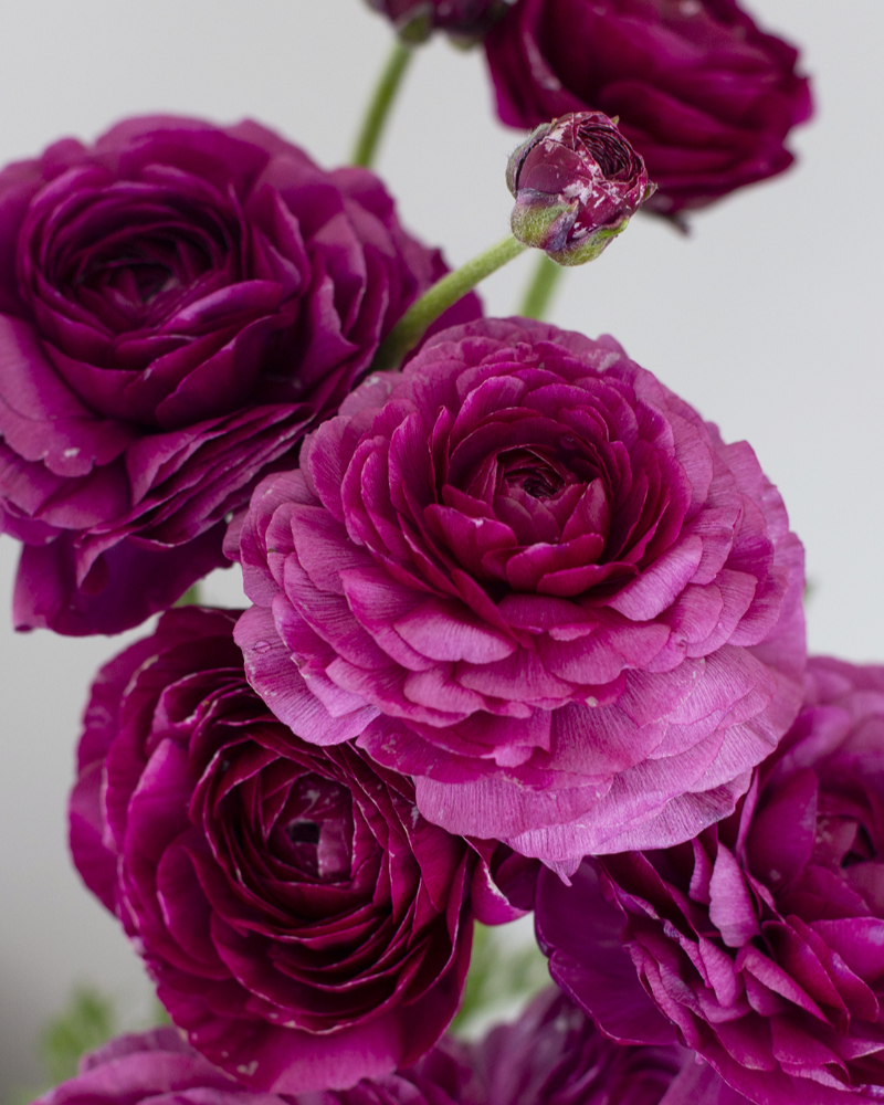 Ranunculus Malva