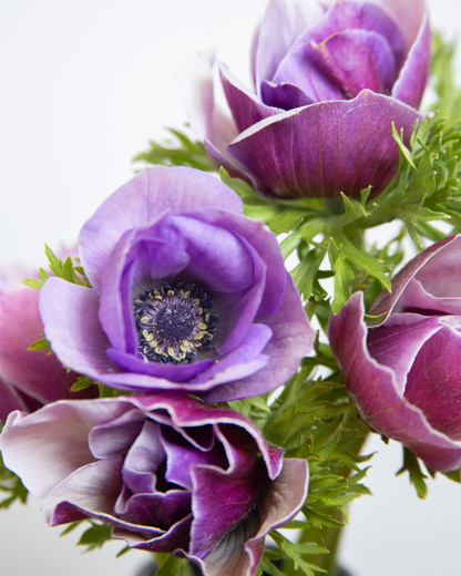 Anemone Milka