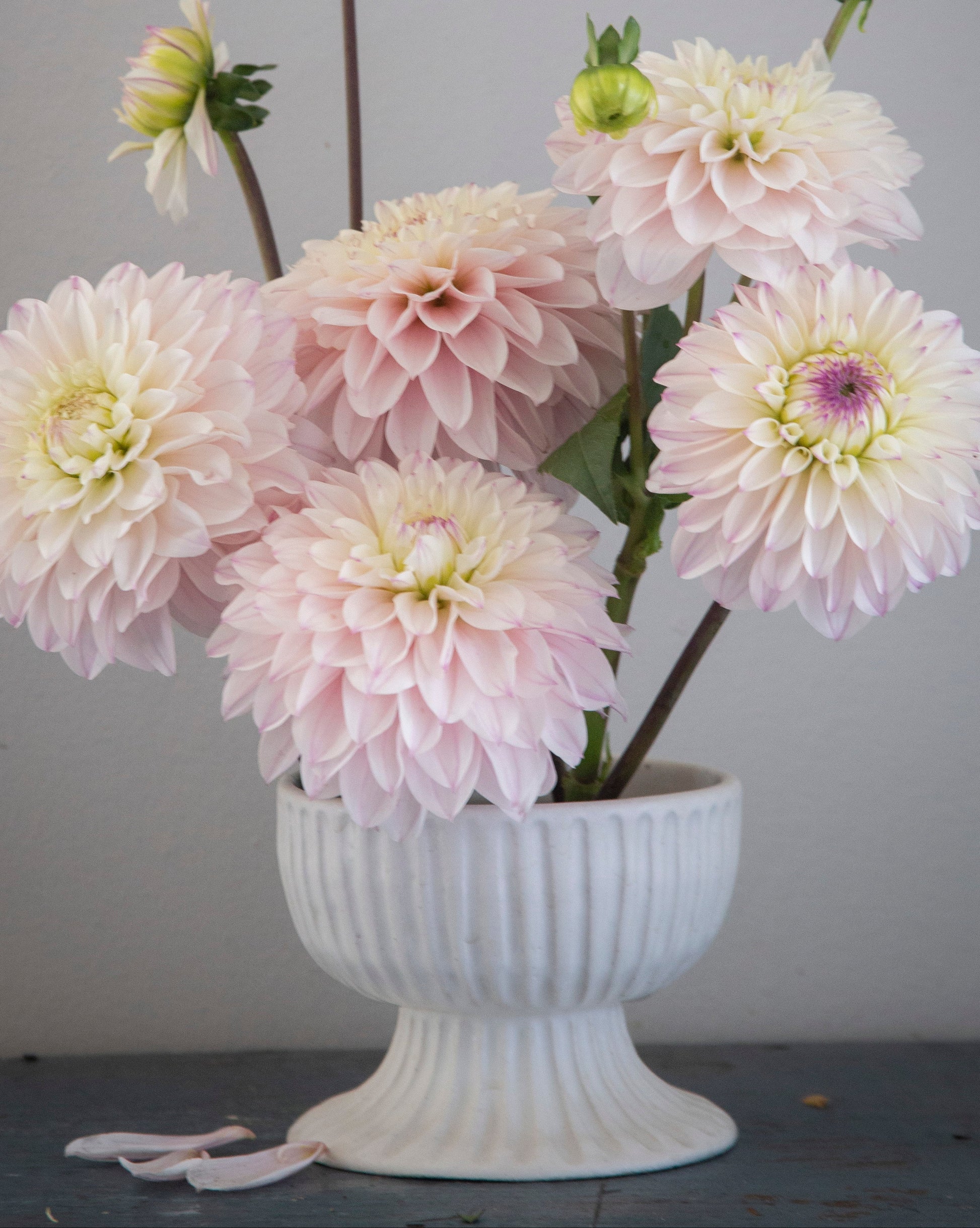 White vase with pink flowers against a gray background
