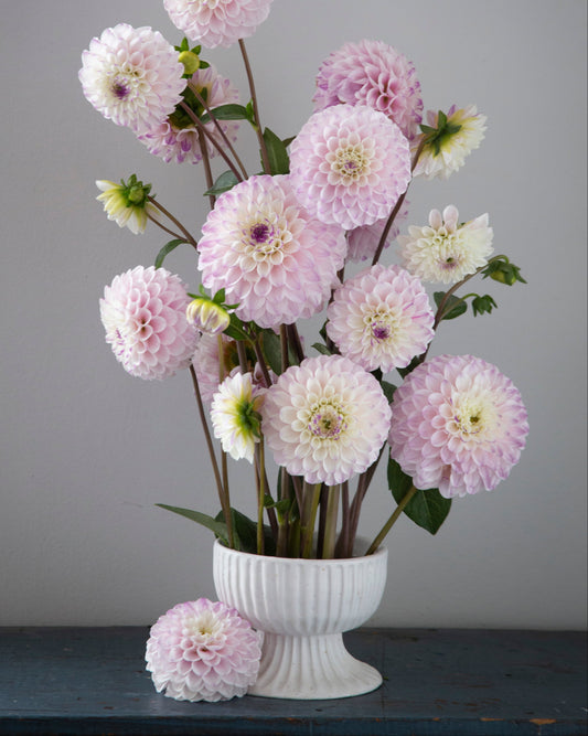 Bouquet of pink and white flowers in a white vase on a gray background