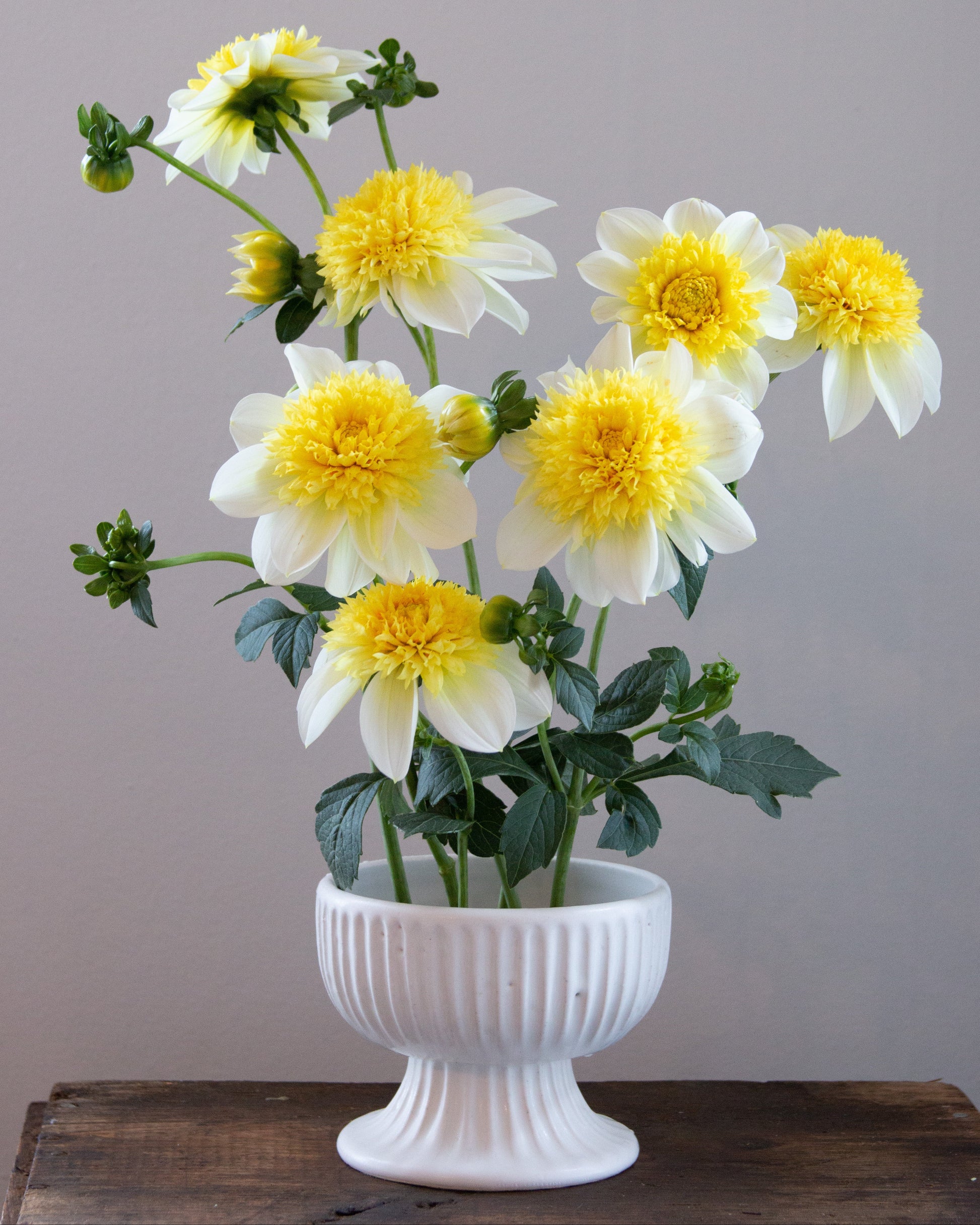 White and yellow flowers in a white vase on a wooden surface with a gray background
