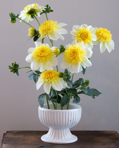 White and yellow flowers in a white vase on a wooden surface with a gray background