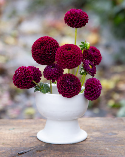 Bouquet of deep purple dahlias in a white vase on a wooden surface with a blurred background