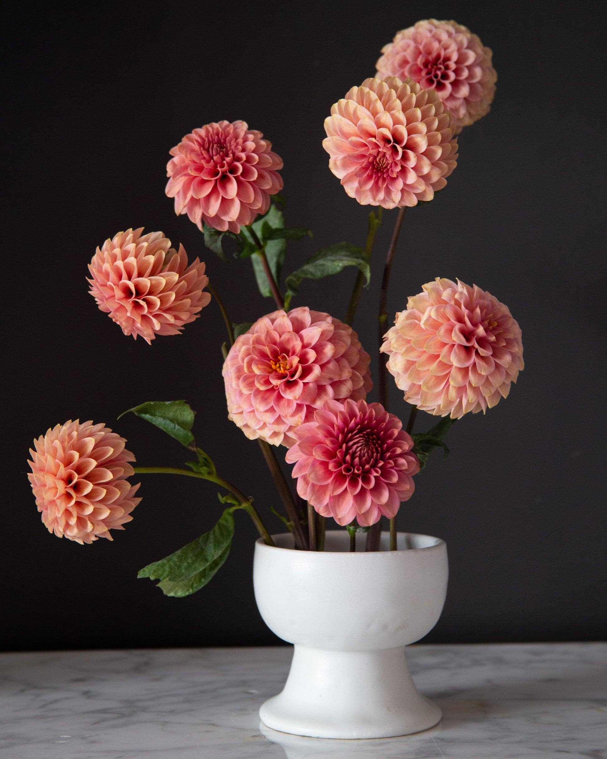 Bouquet of pink dahlias in a white vase on a dark background