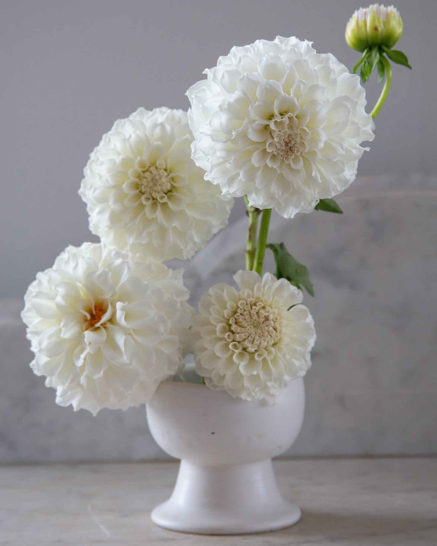 White flowers in a white vase on a gray background