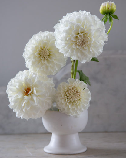 White flowers in a white vase on a gray background