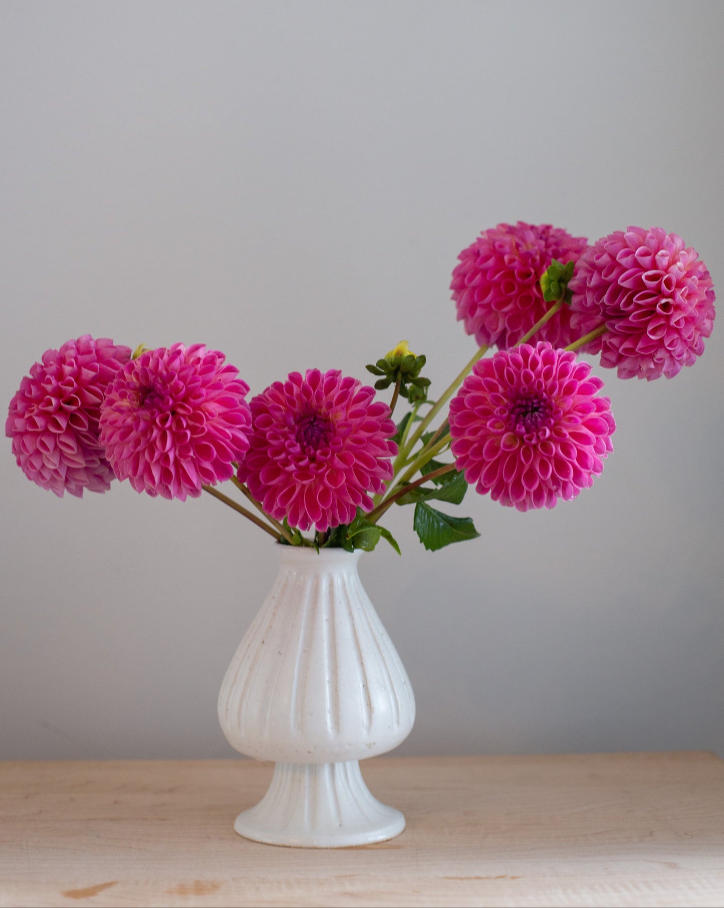 White vase with pink dahlias on a wooden surface against a gray wall