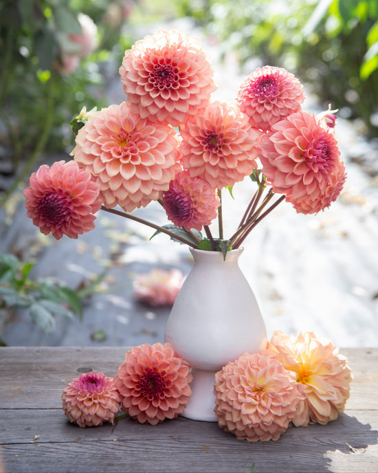 White vase with pink and peach dahlias on a wooden surface with blurred garden background