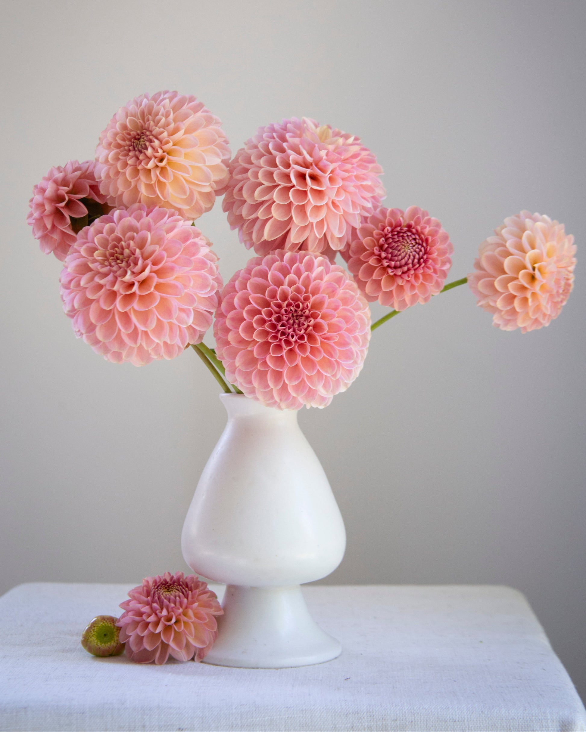 White vase with pink dahlias on a white surface and background