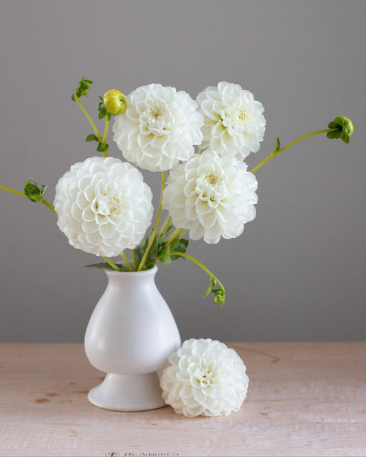 White flowers in a white vase on a wooden surface with a gray background