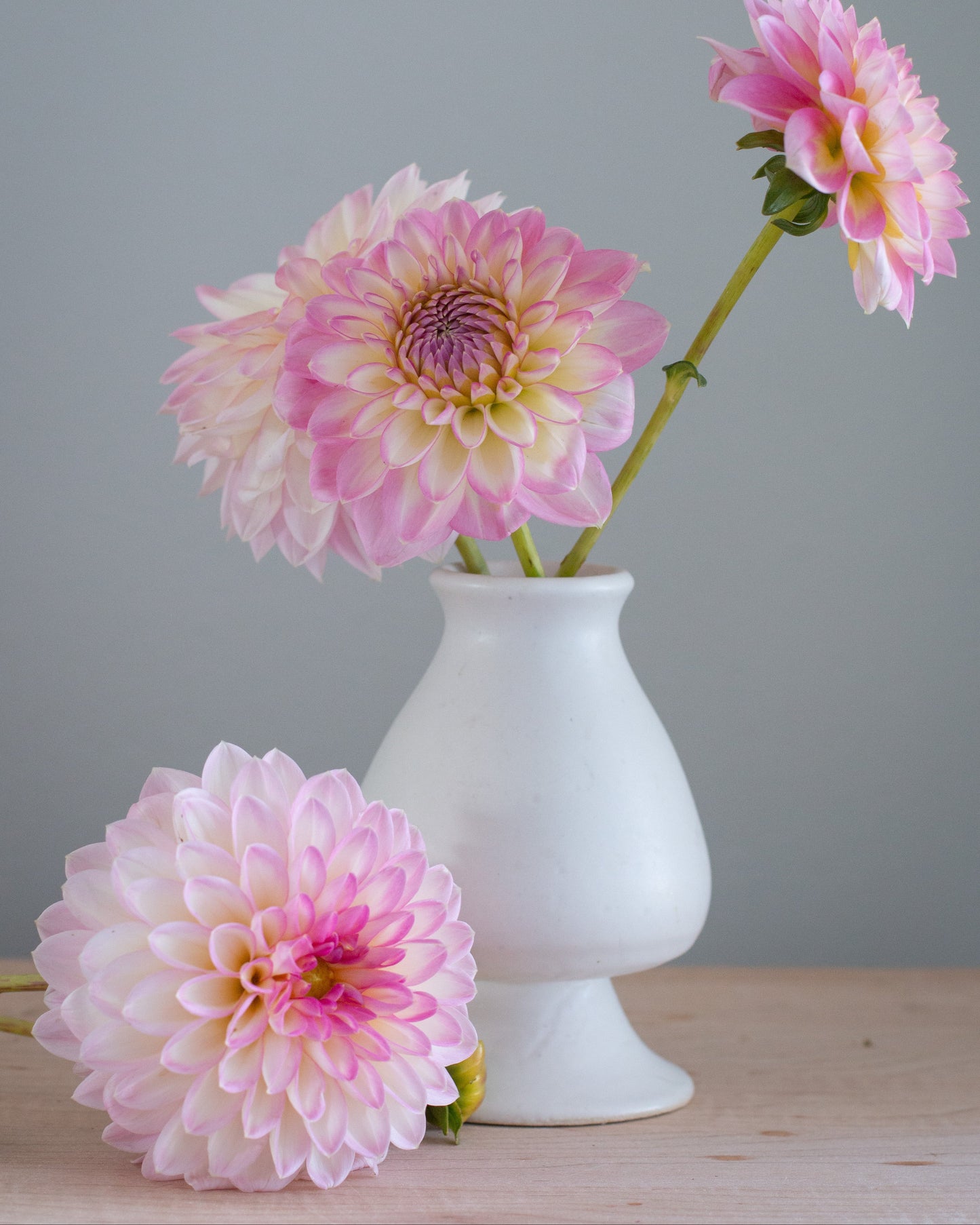 Pink and yellow dahlias in a white vase on a wooden surface with a gray background