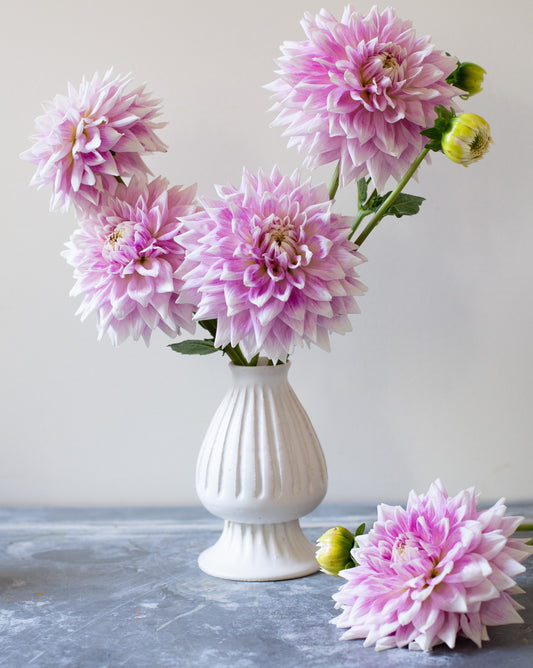 Pink dahlias in a white vase on a gray surface with a light gray background