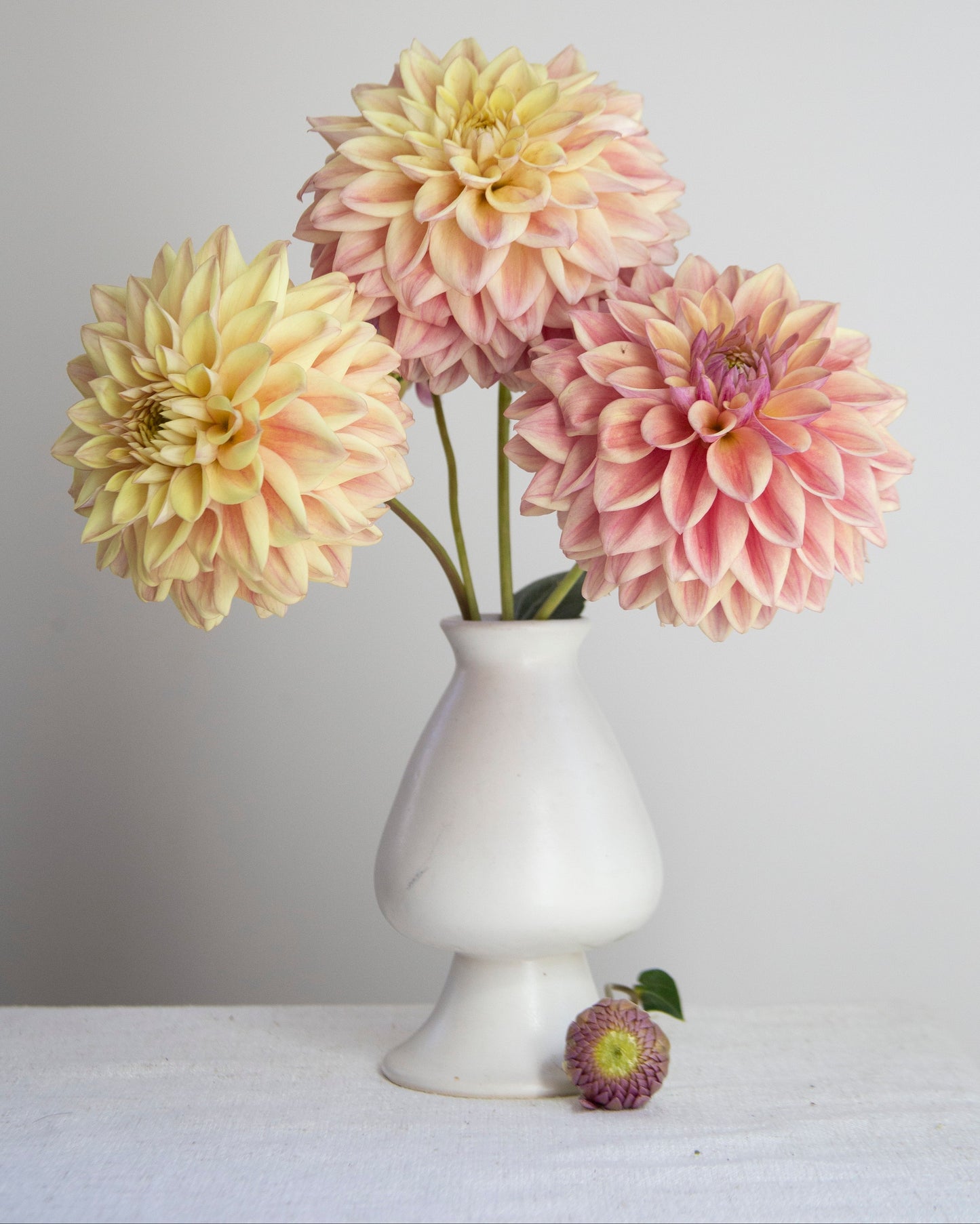 Three large flowers in a white vase on a light surface with a light gray background