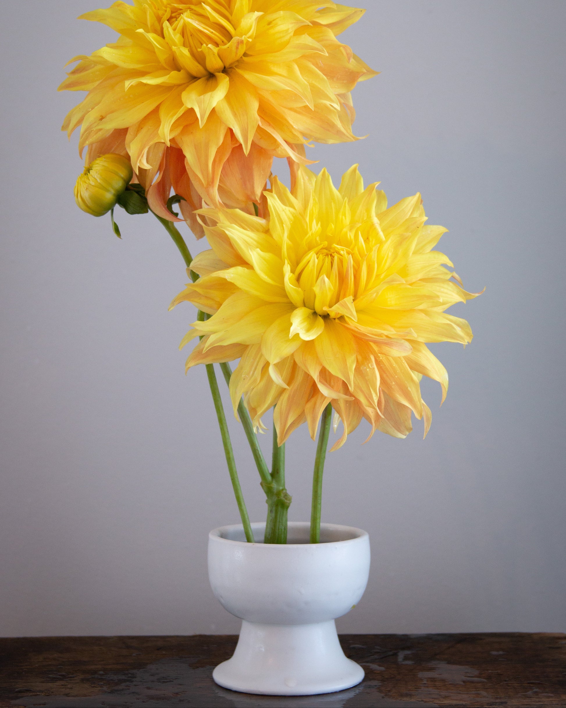 Two large yellow flowers in a white vase against a gray background